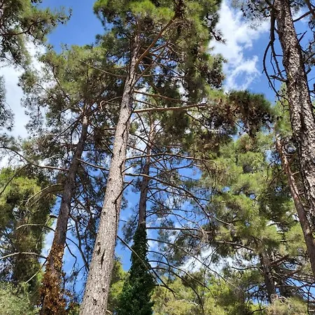 Theplatres.nest パノ・プラトレス