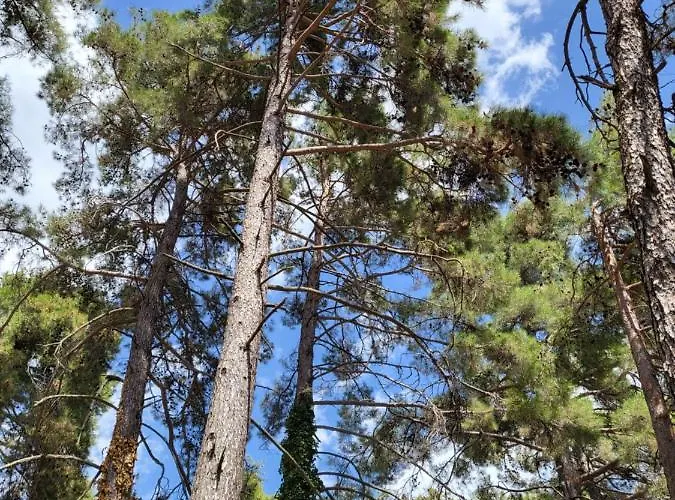 Theplatres.nest Platres